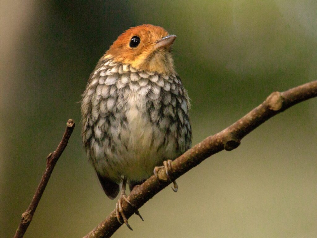 Scallop-breasted Antpitta