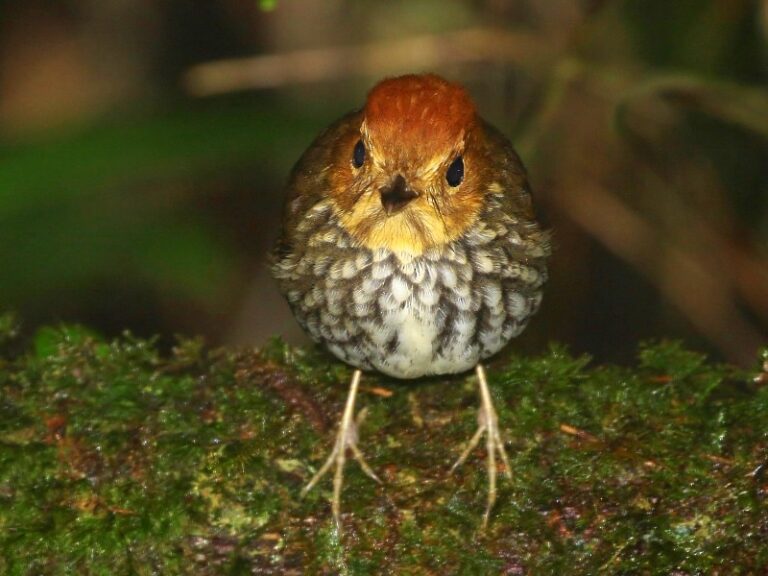 Scallop-breasted Antpitta
