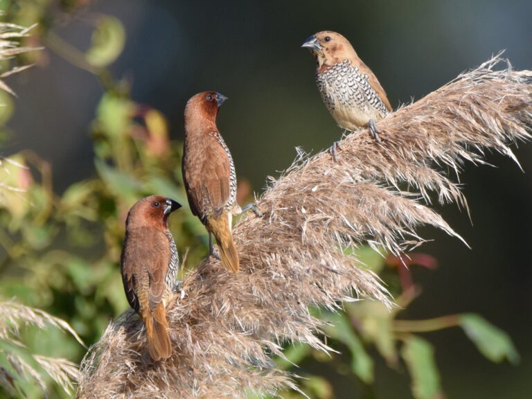 Scaly-breasted Munia