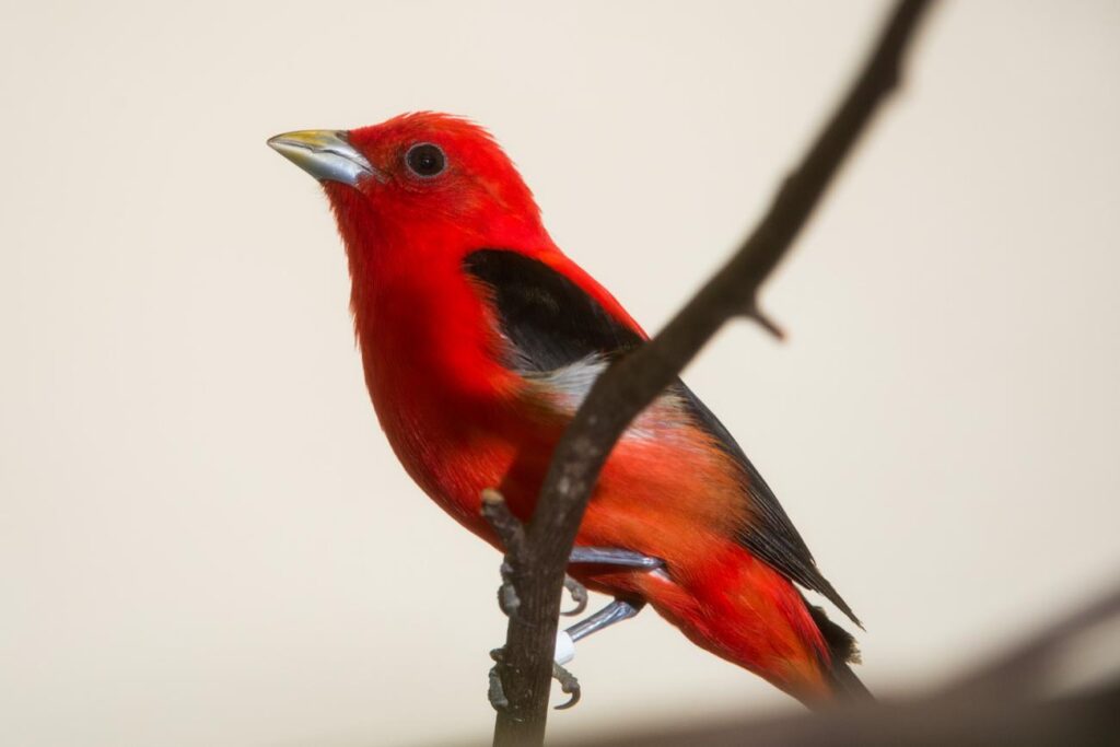 Scarlet Tanager
