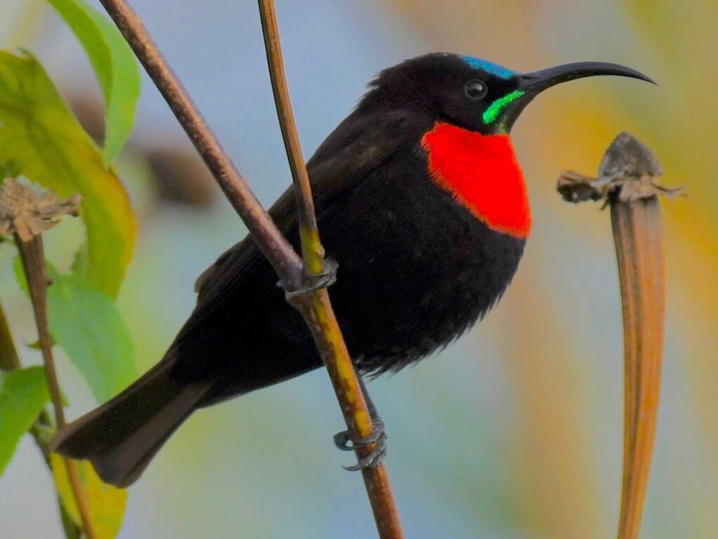 Scarlet-chested Sunbird