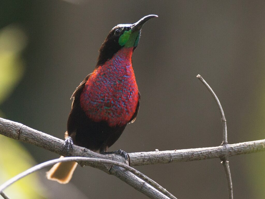Scarlet-chested Sunbird