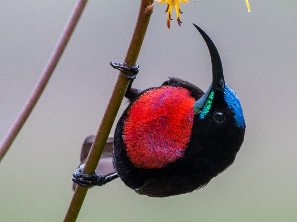 Scarlet-chested Sunbird