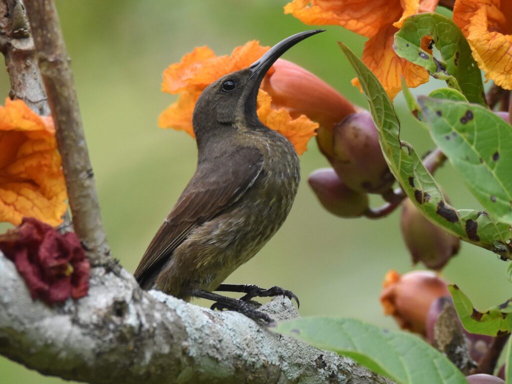 Scarlet-chested Sunbird