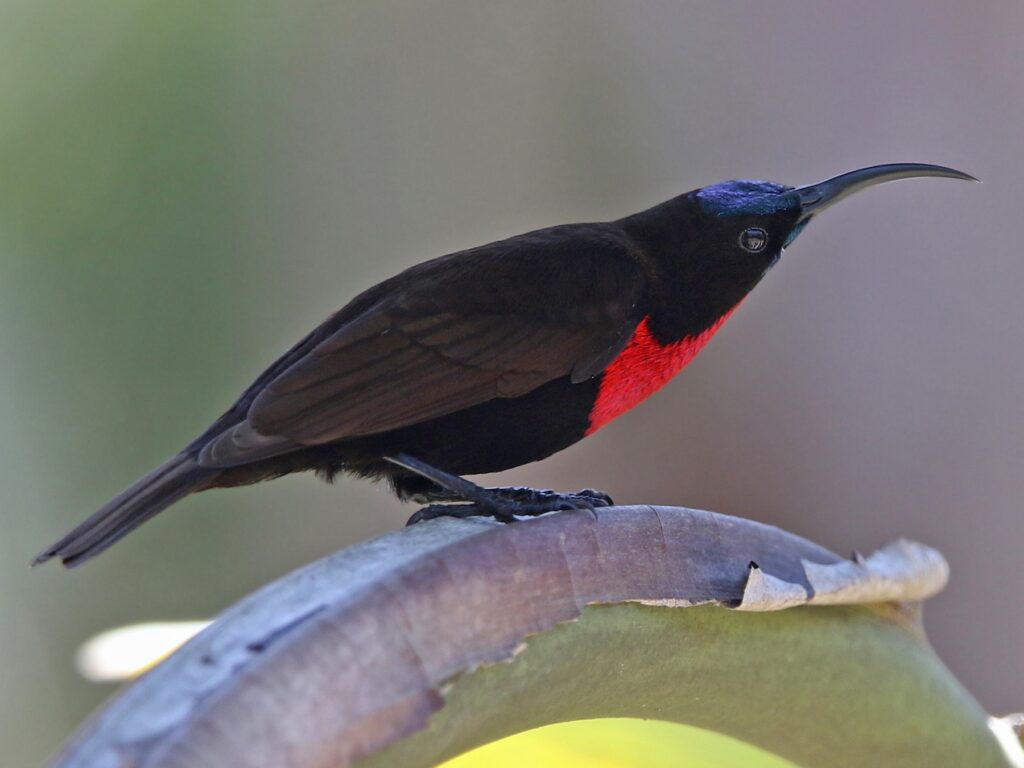 Scarlet-chested Sunbird