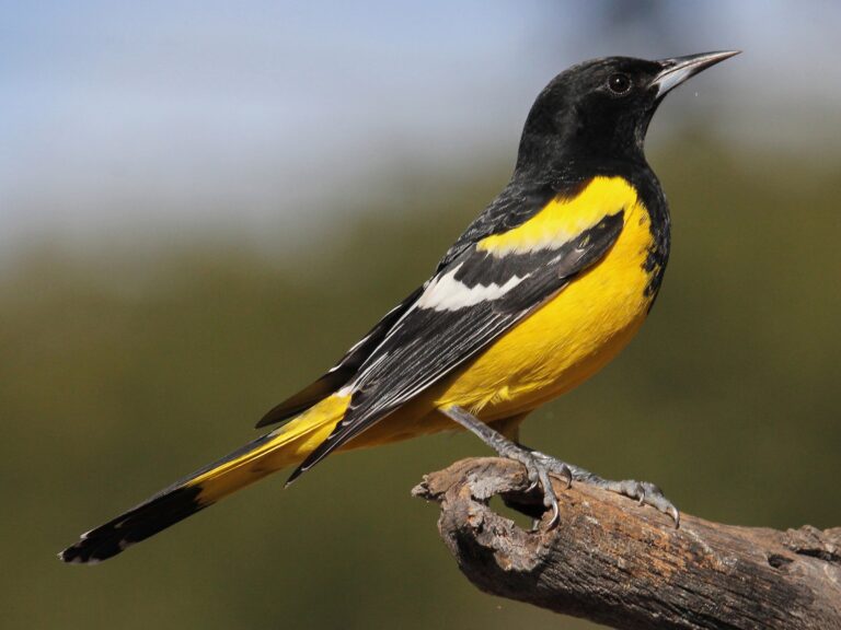 Scott’s Oriole