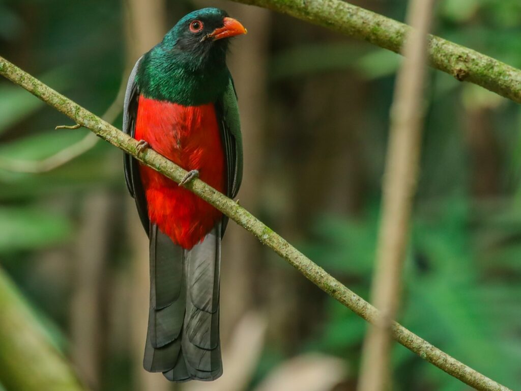 Slaty-tailed Trogon