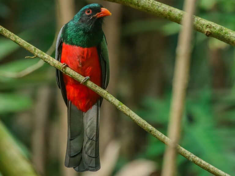 Slaty-tailed Trogon