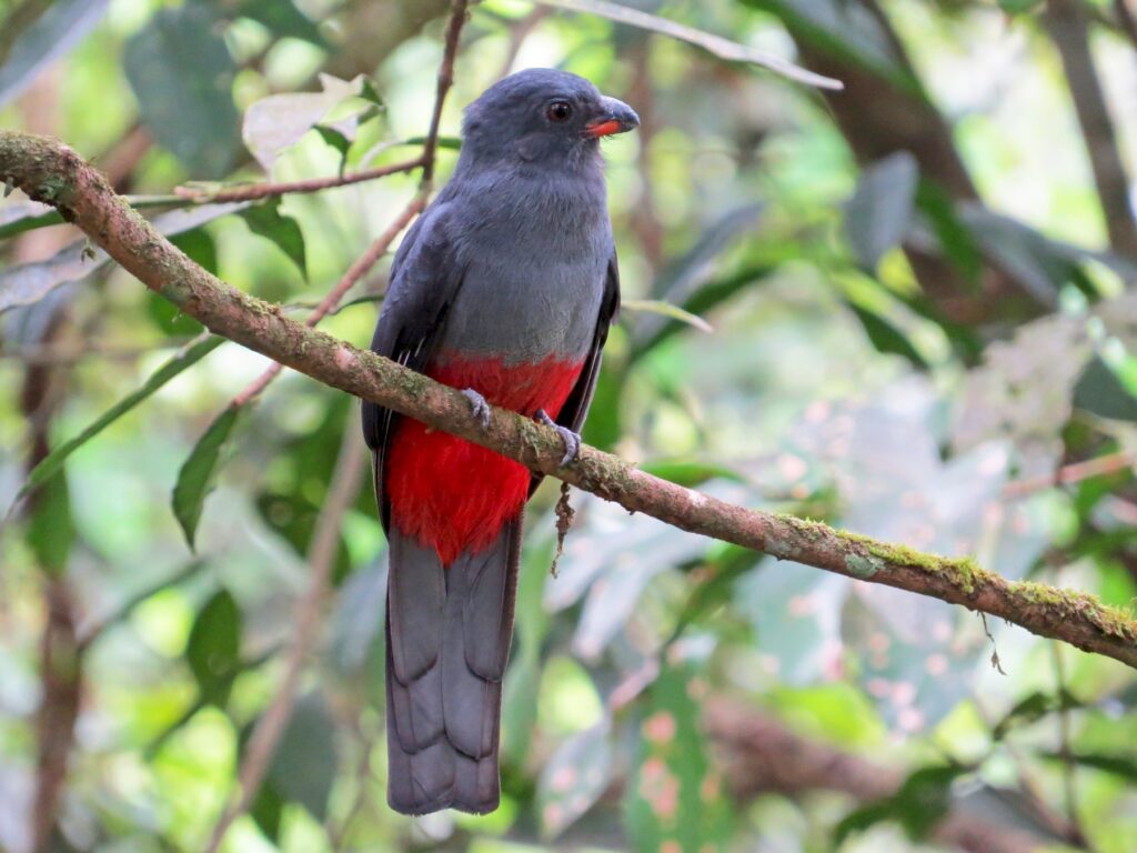 Slaty-tailed Trogon