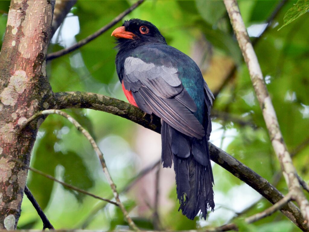 Slaty-tailed Trogon