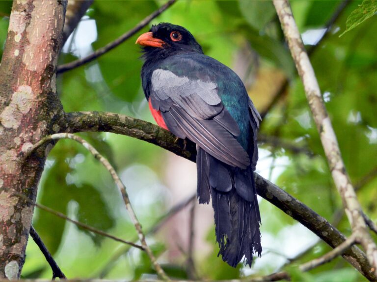 Slaty-tailed Trogon