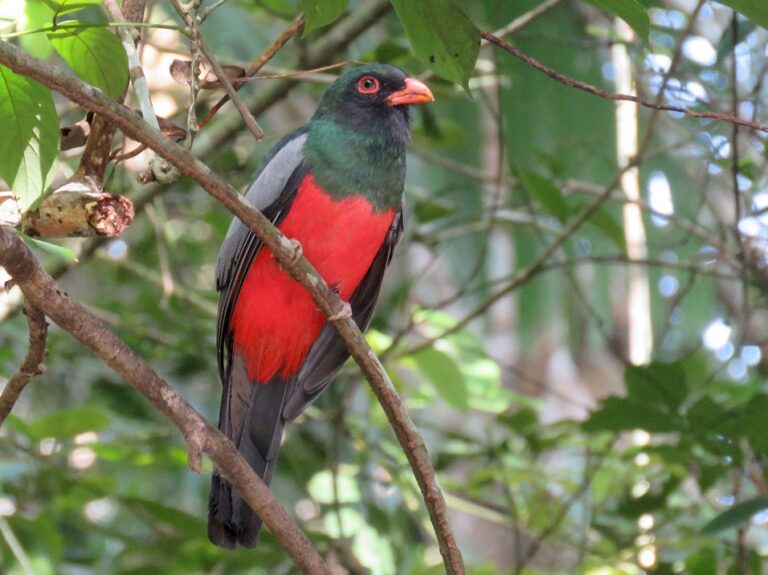 Slaty-tailed Trogon