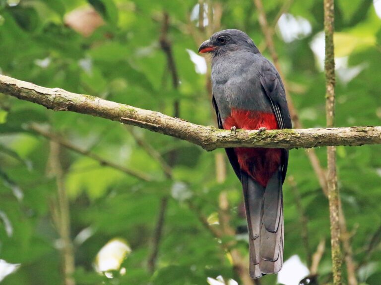 Slaty-tailed Trogon