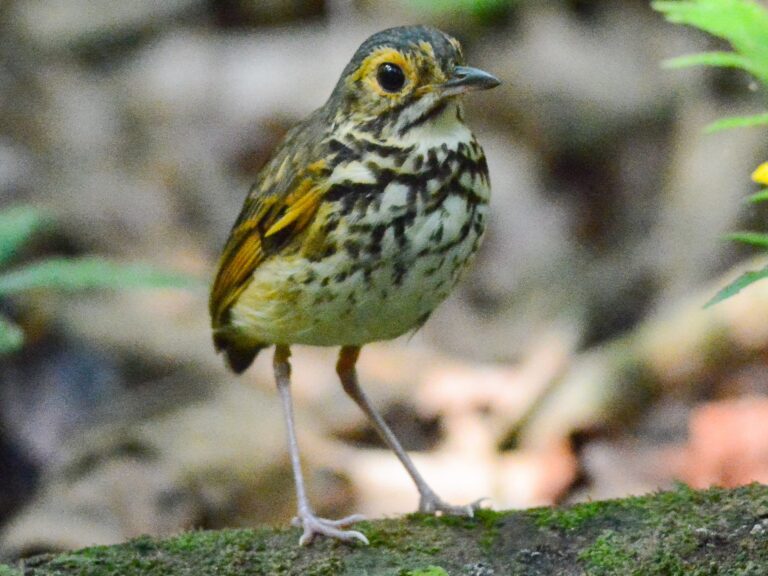 Snethlage’s Antpitta
