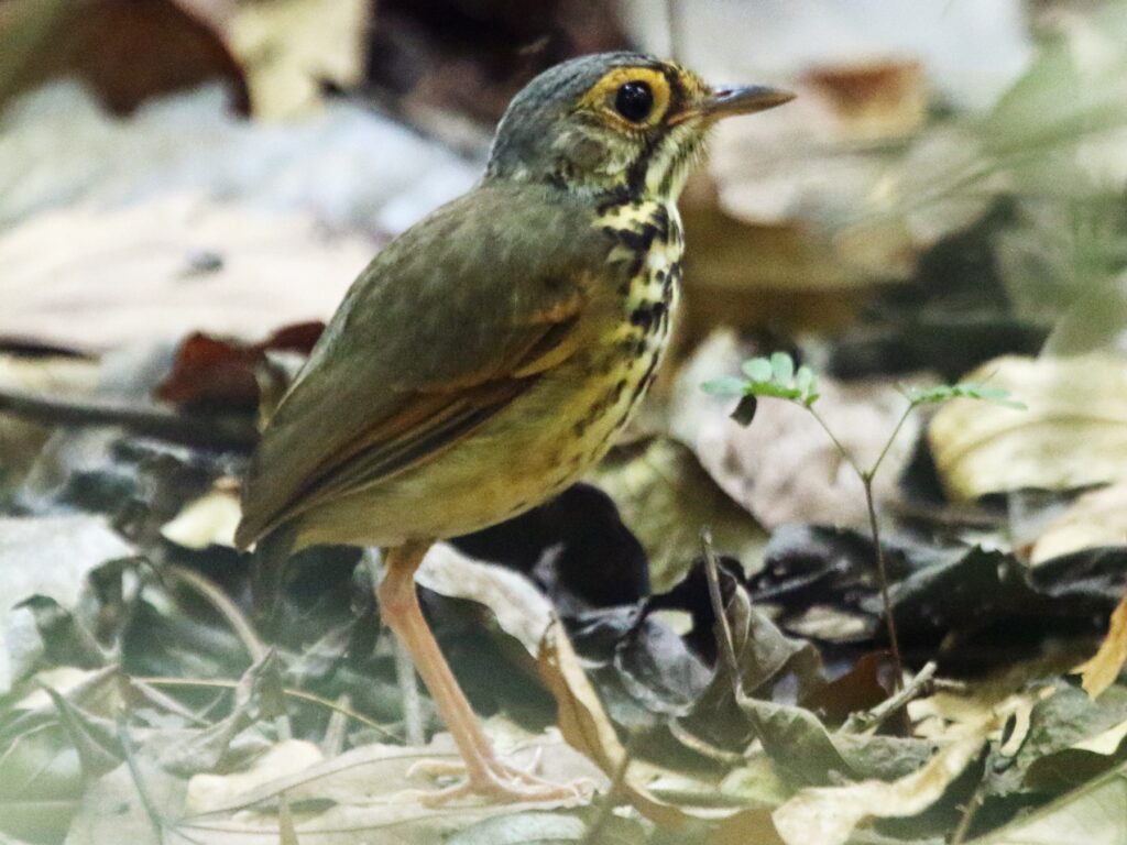 Snethlage's Antpitta