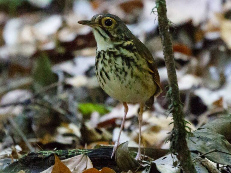 Snethlage’s Antpitta