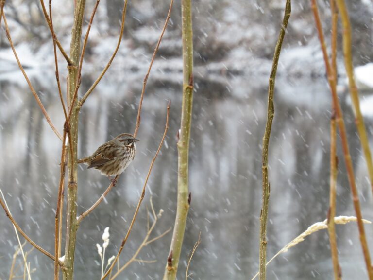 Song Sparrow