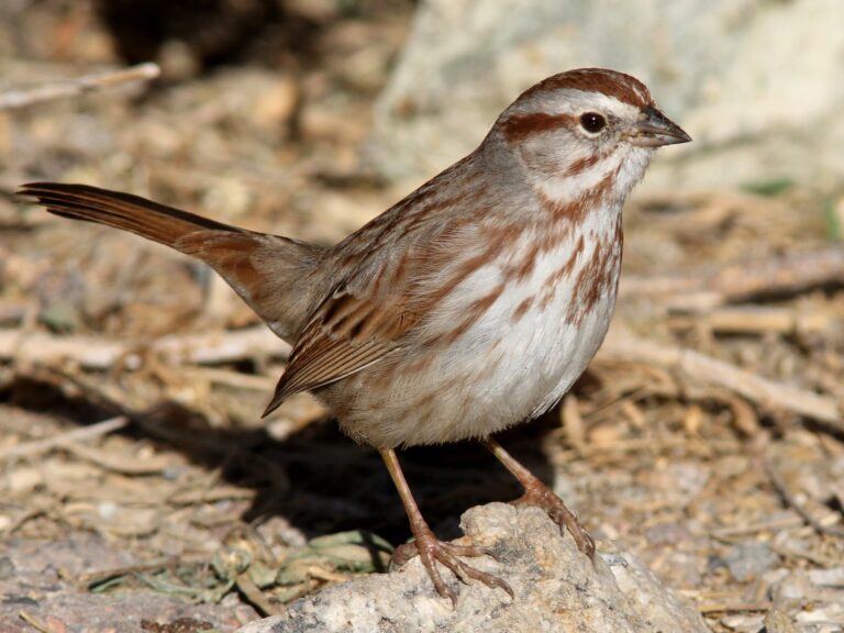 Song Sparrow