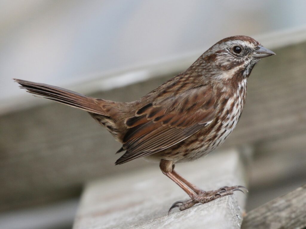 Song Sparrow