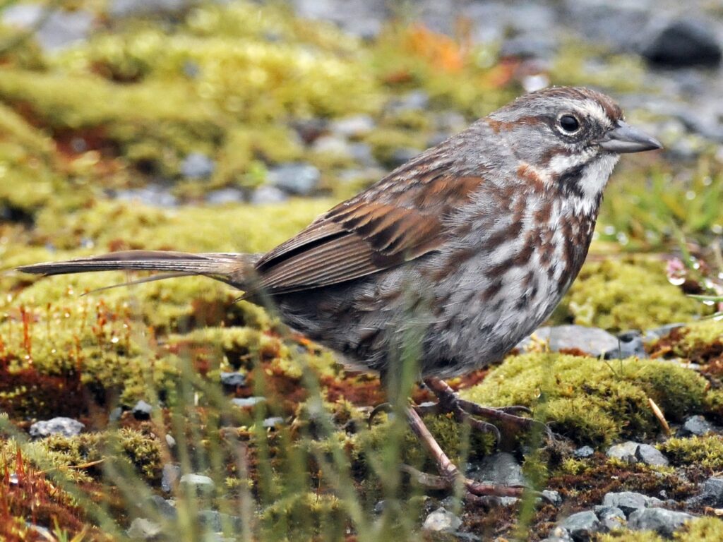 Song Sparrow