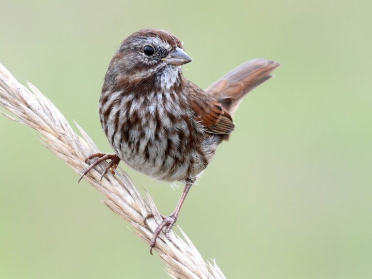 Song Sparrow