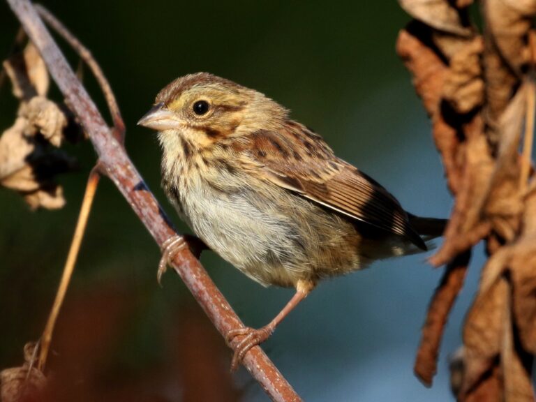 Song Sparrow