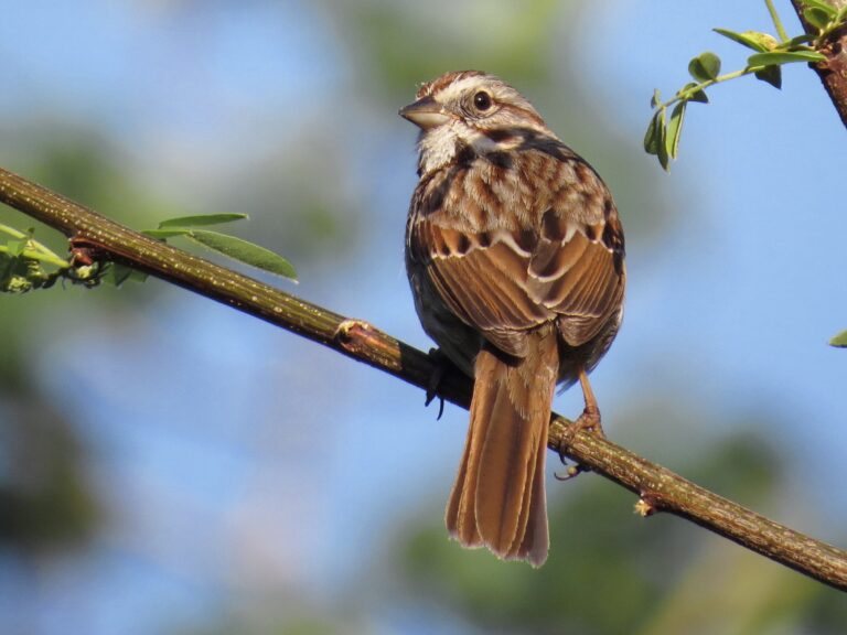 Song Sparrow