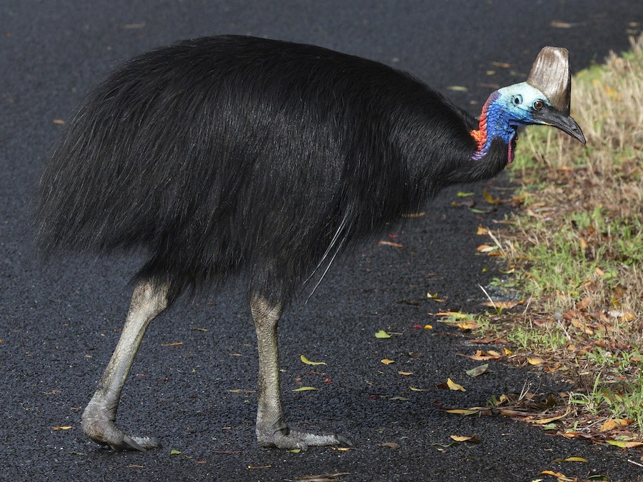 Southern Cassowary