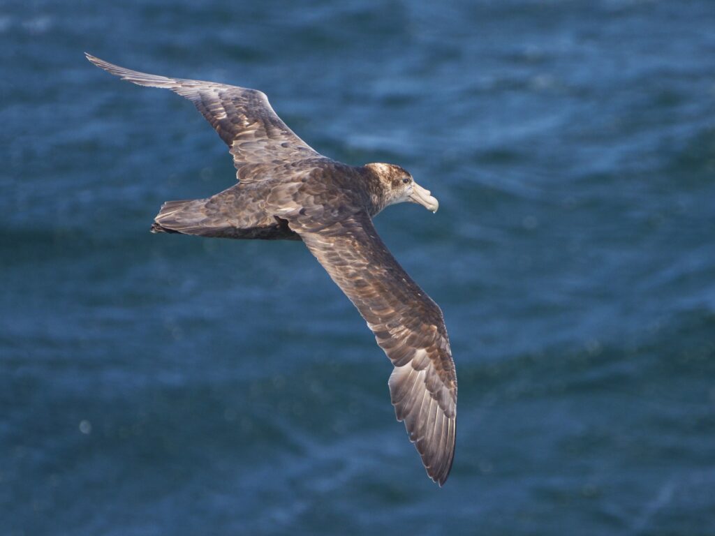 Southern Giant-Petrel