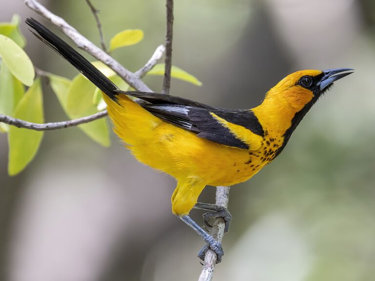 Spot-Breasted Oriole