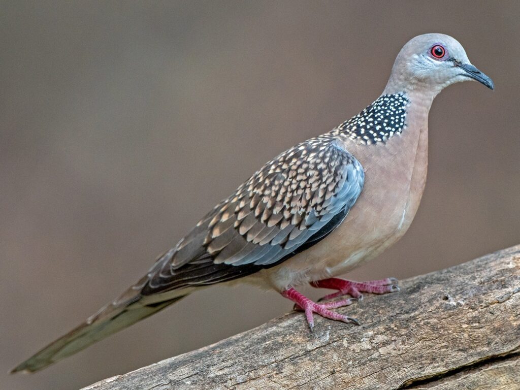 Spotted Dove