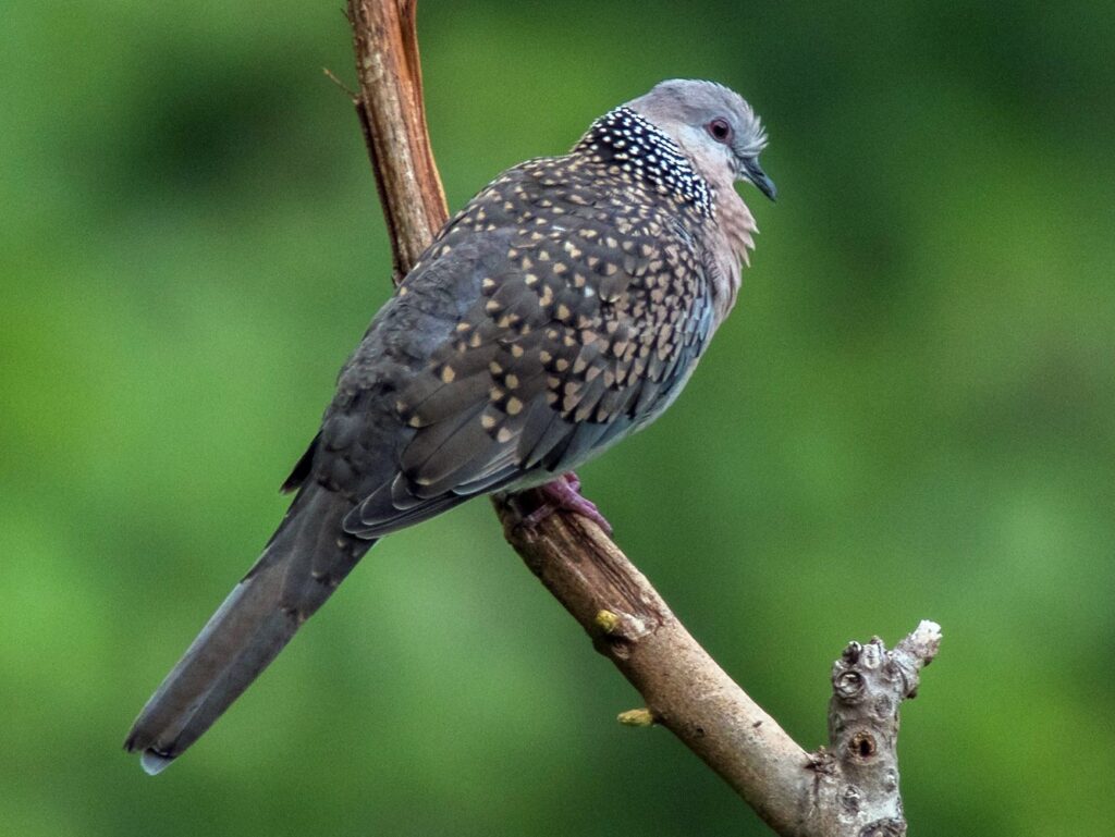 Spotted Dove