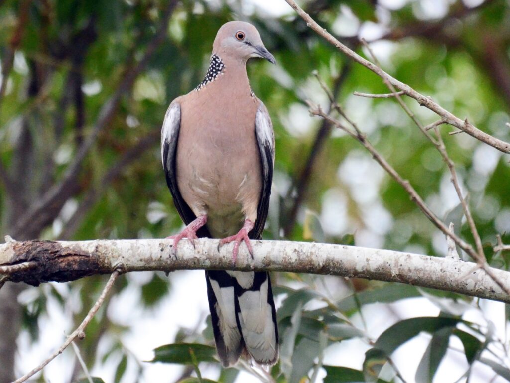 Spotted Dove
