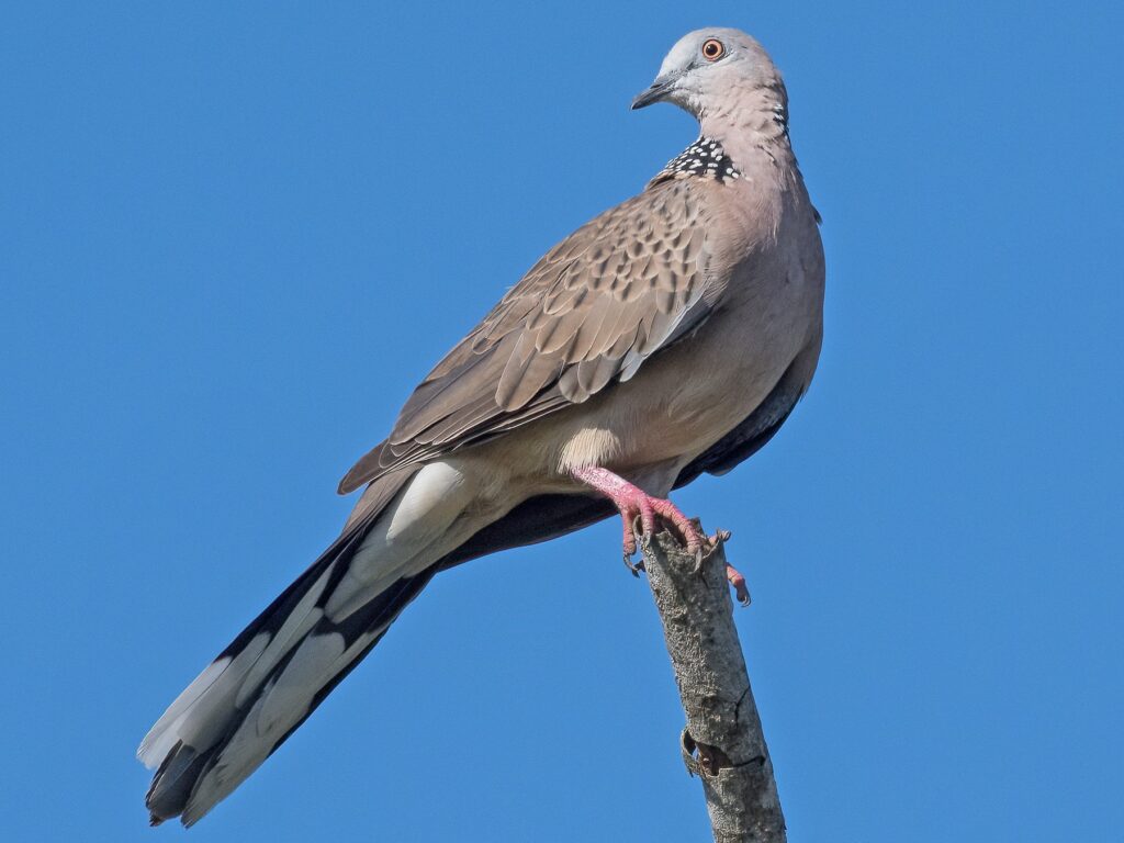 Spotted Dove
