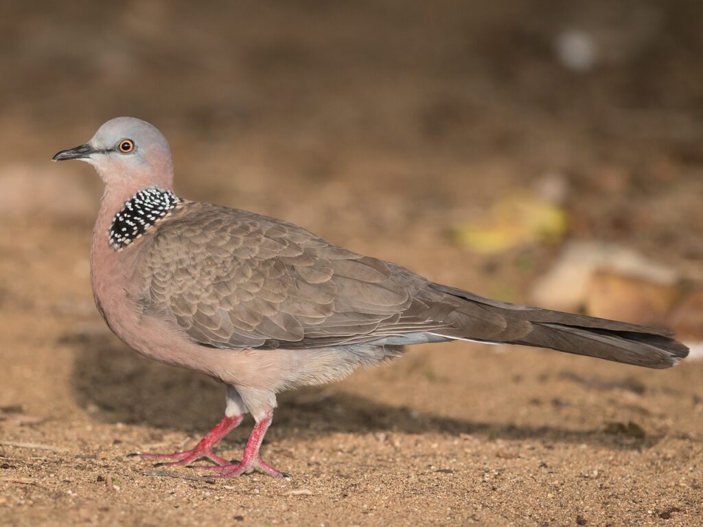 Spotted Dove