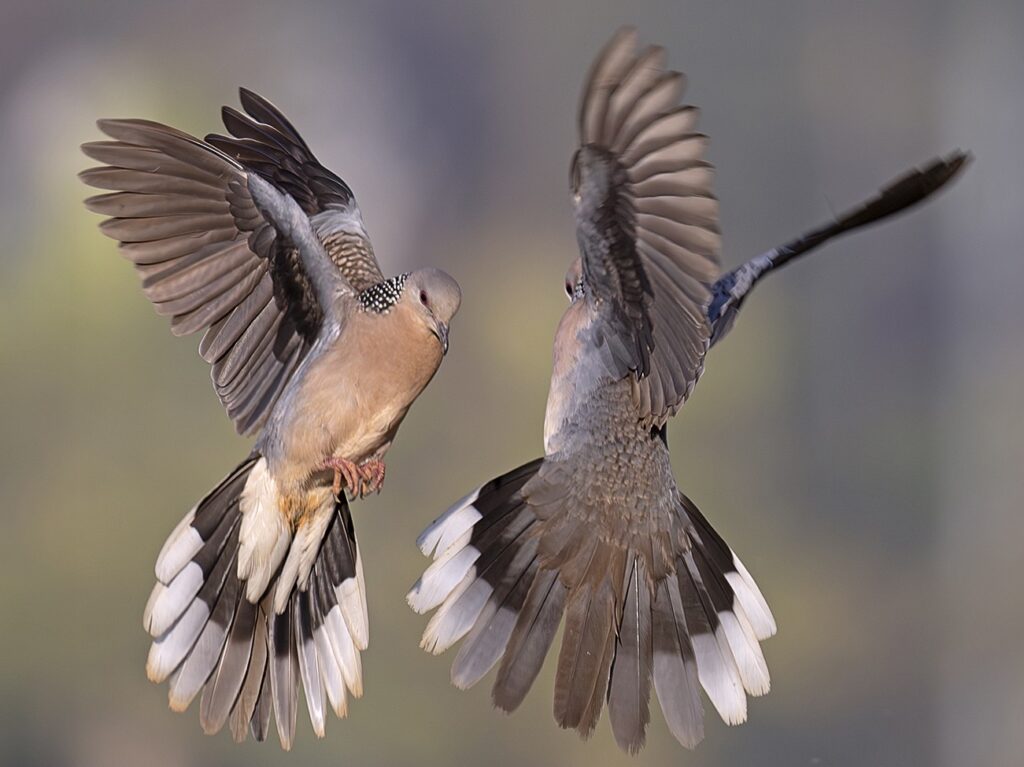 Spotted Dove