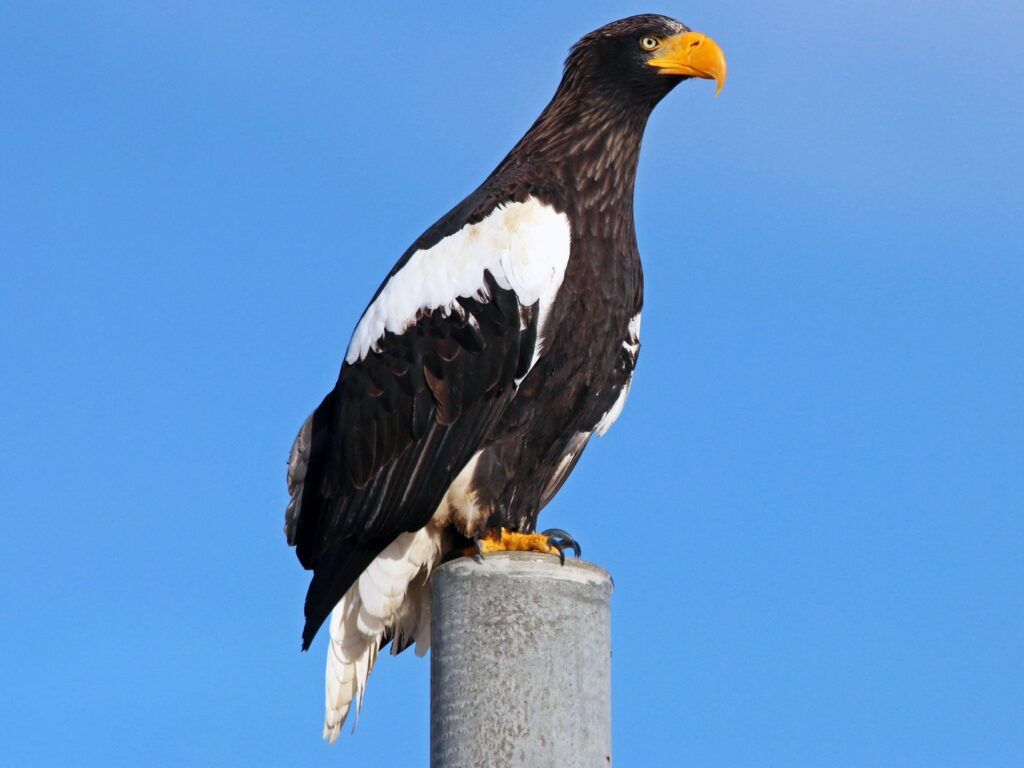 eagle vs hawk