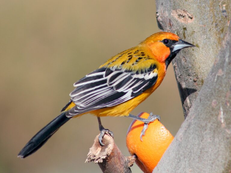 Streak-backed Oriole