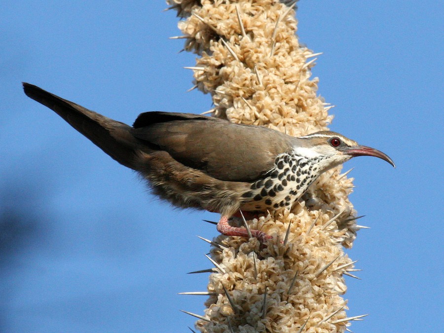 Subdesert Mesite