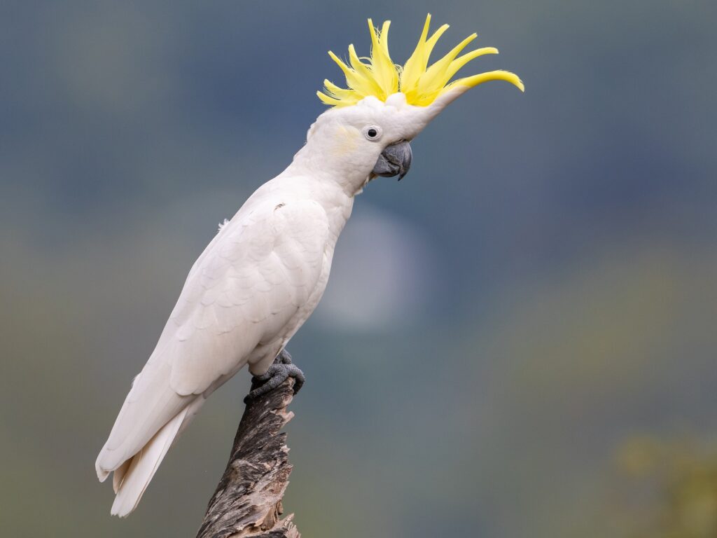 Sulphur-crested