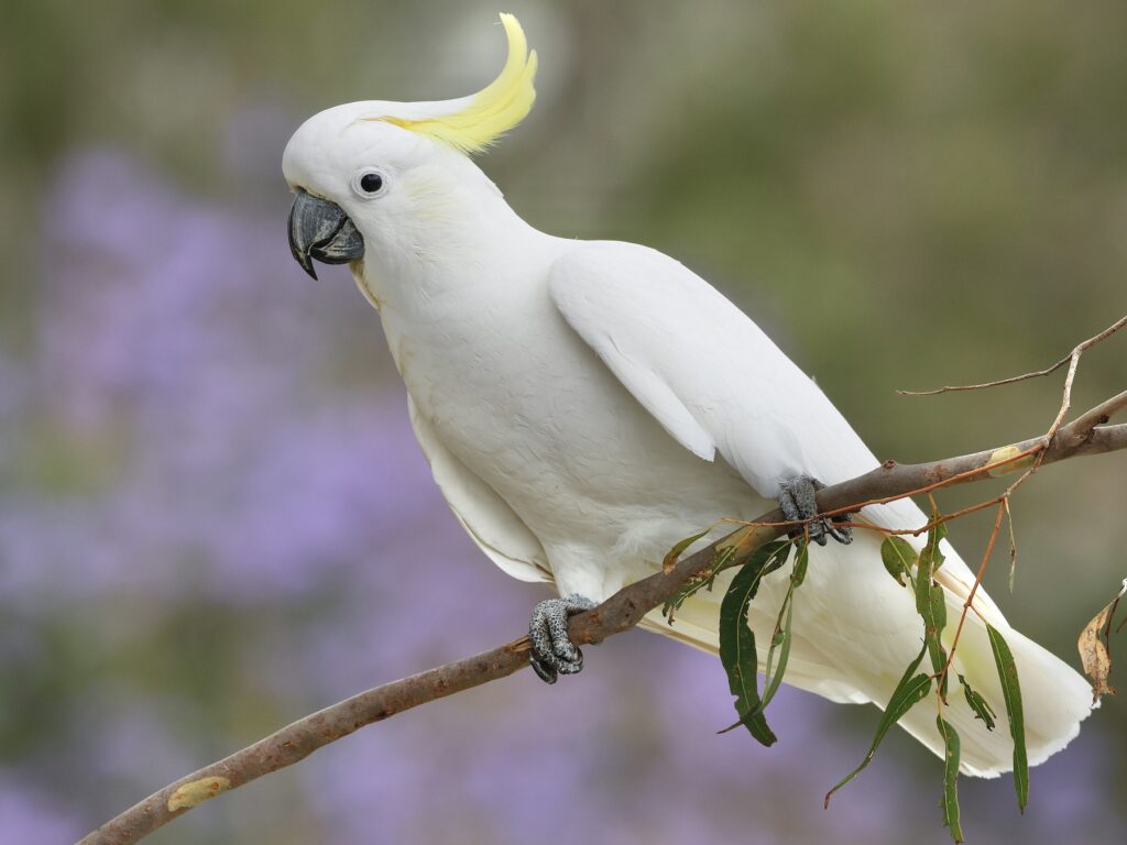 Sulphur-crested Cockatoo