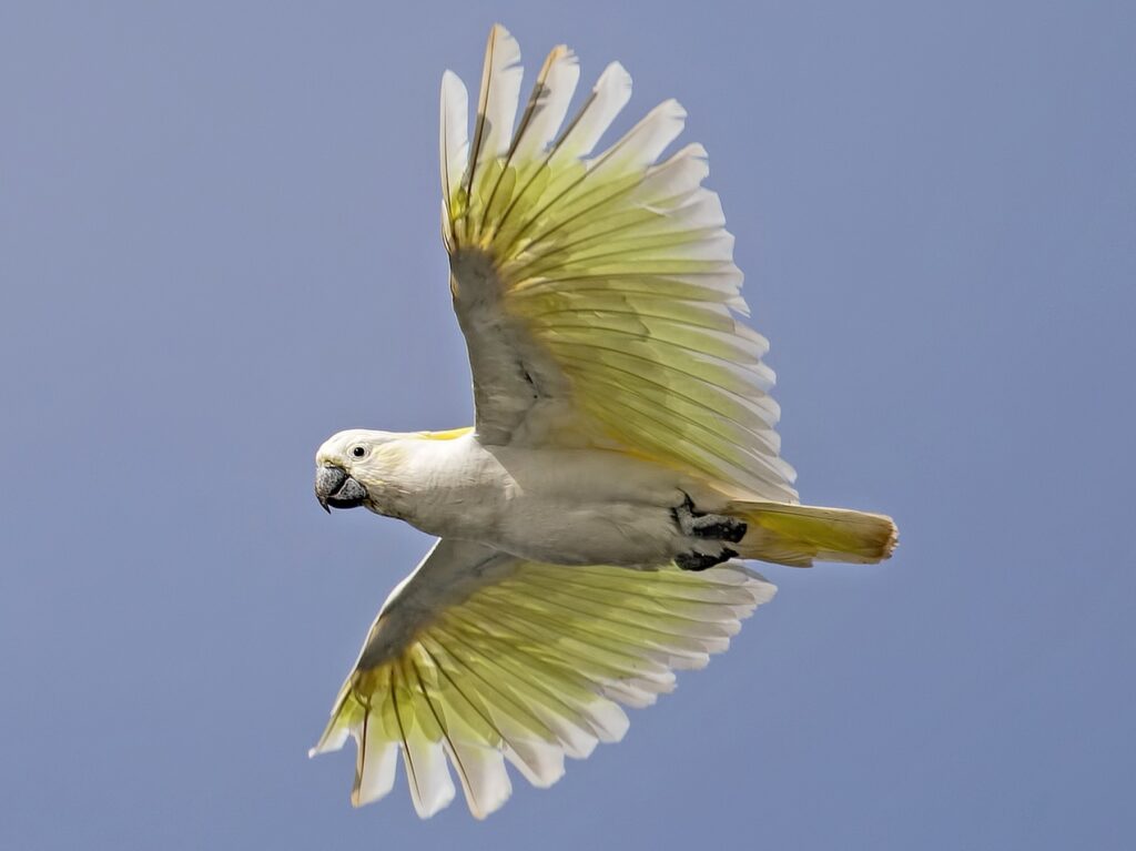 Sulphur-crested Cockatoo