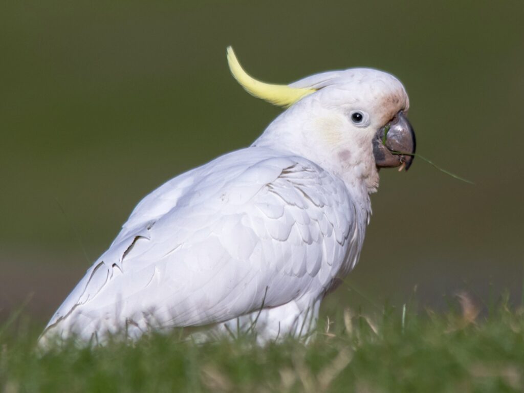 Sulphur-crested Cockatoo