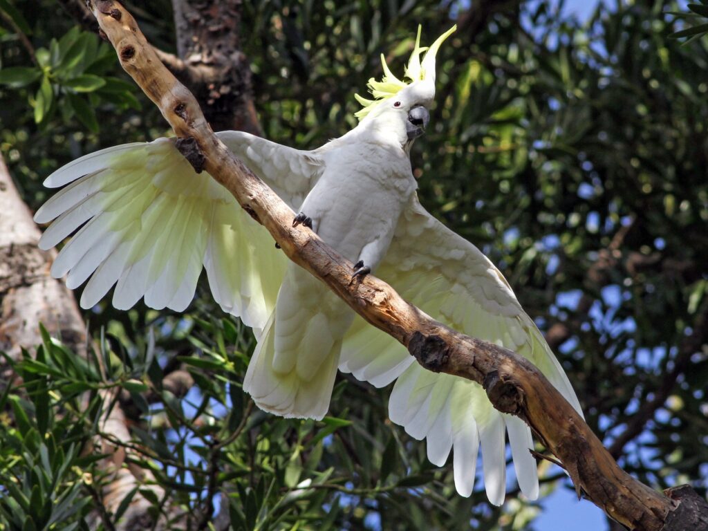 Sulphur-crested Cockatoo
