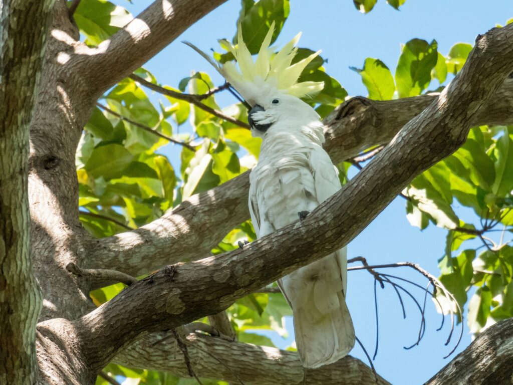 Sulphur-crested Cockatoo