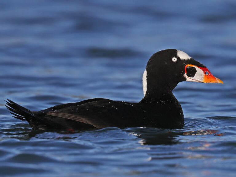 Surf Scoter
