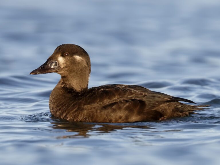 Surf Scoter