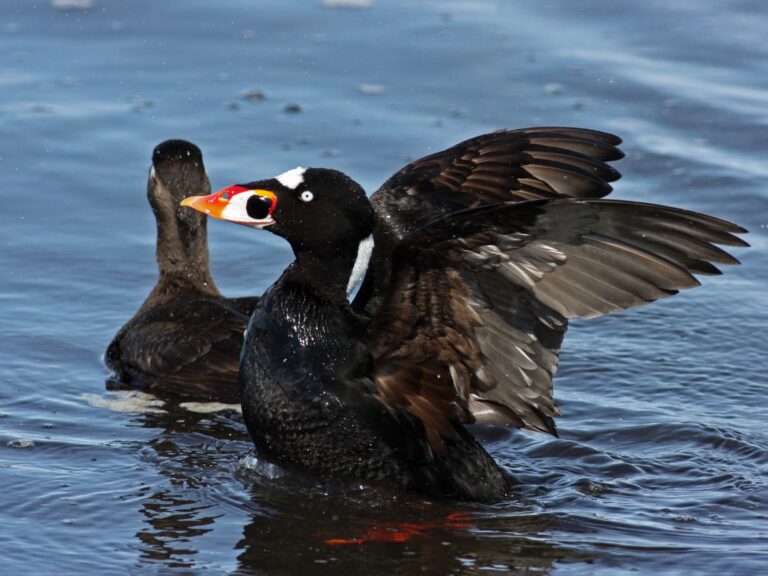 Surf Scoter