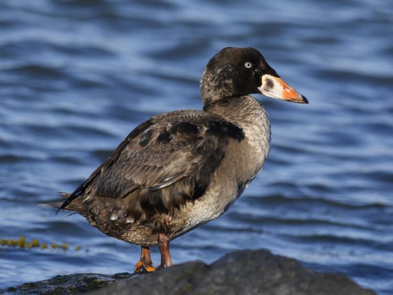 Surf Scoter