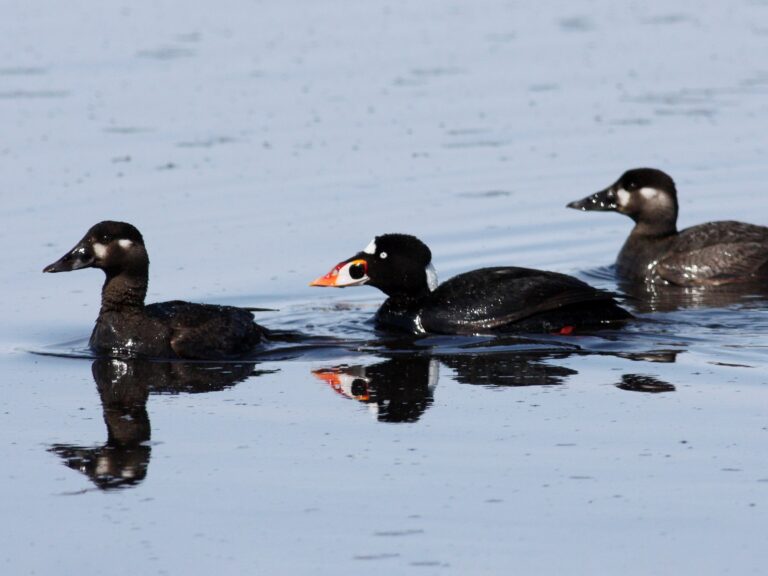 Surf Scoter